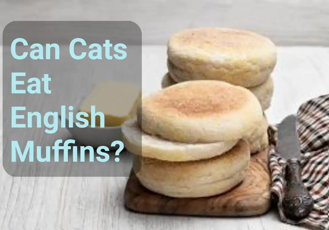 Can Cats Eat English Muffins?