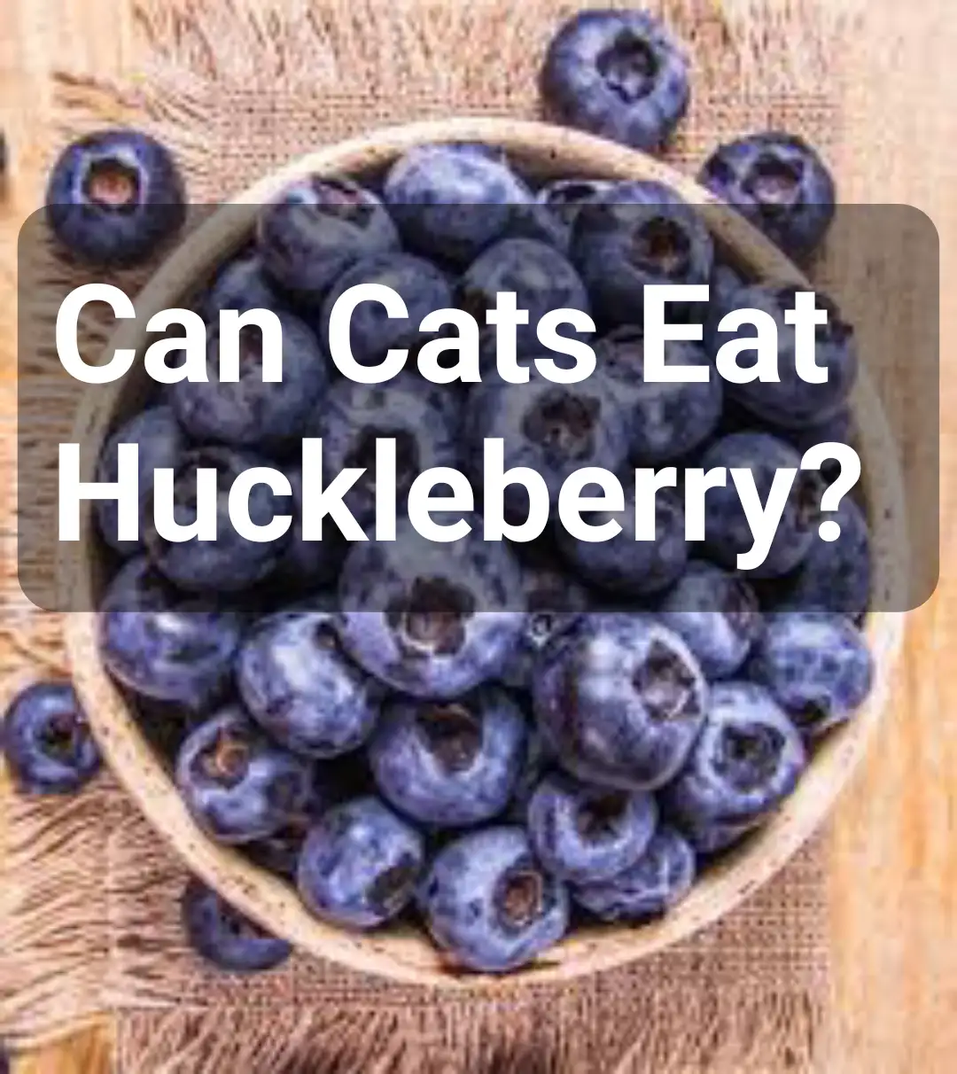 Can Cats Eat Huckleberries?