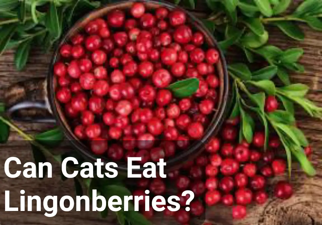 Can Cats Eat Lingonberries?