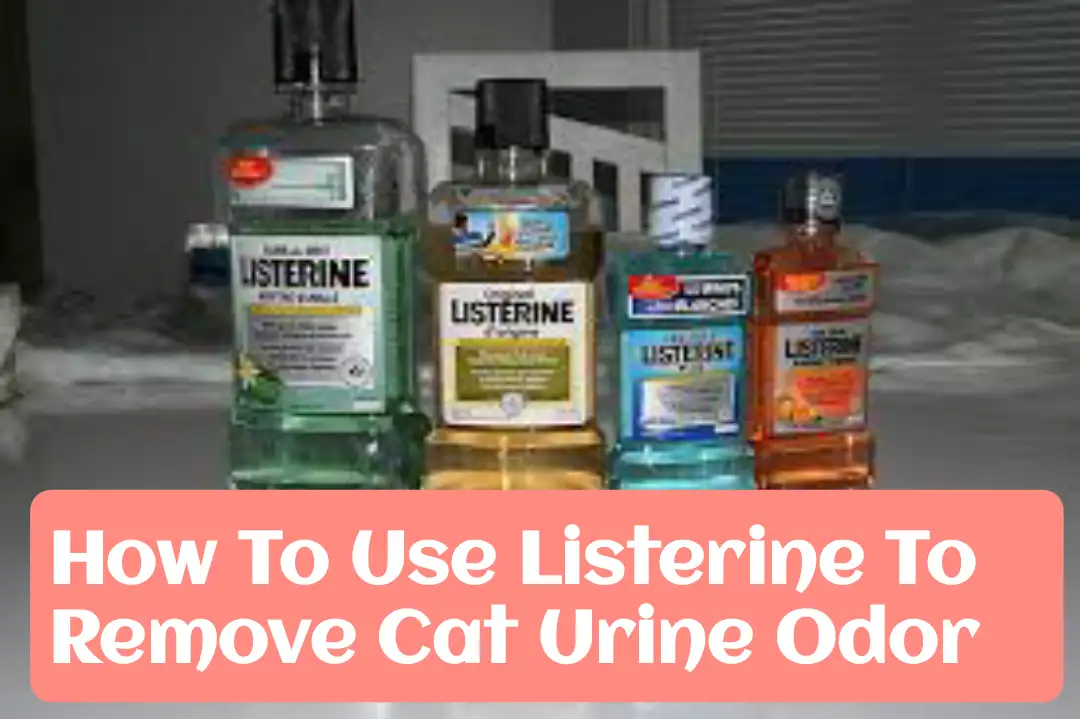 Effective Guide Using Listerine To Remove Cat Urine Odor All About Cats