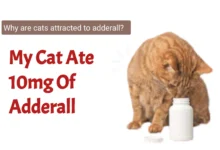 My Cat Ate 10mg Of Adderall