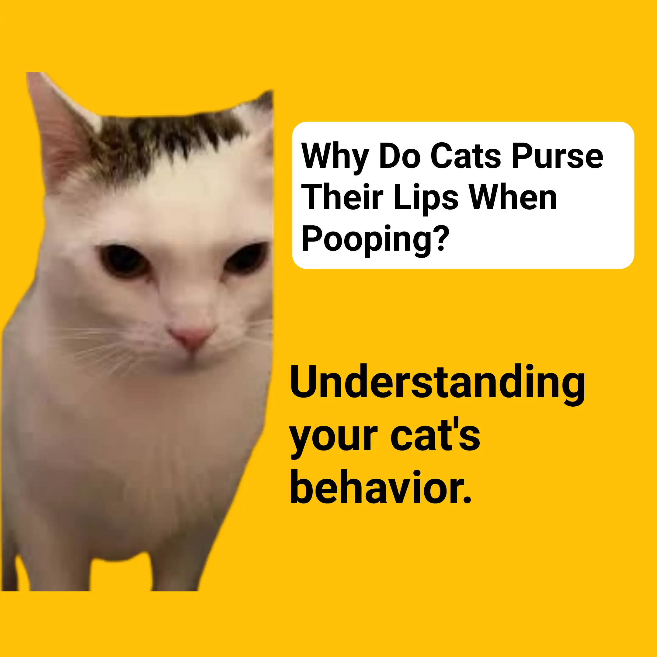 Why Do Cats Purse Their Lips When Pooping?