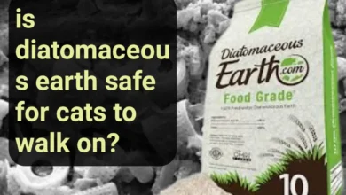is diatomaceous earth safe for cats to walk on?