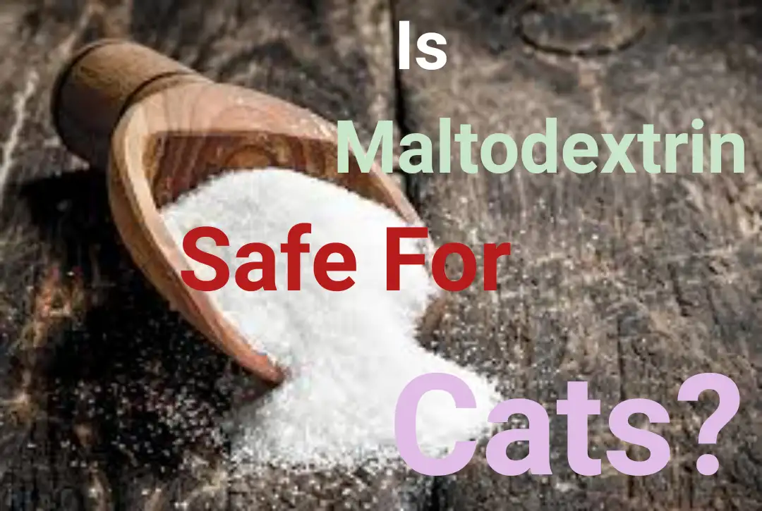 is maltodextrin safe for cats?