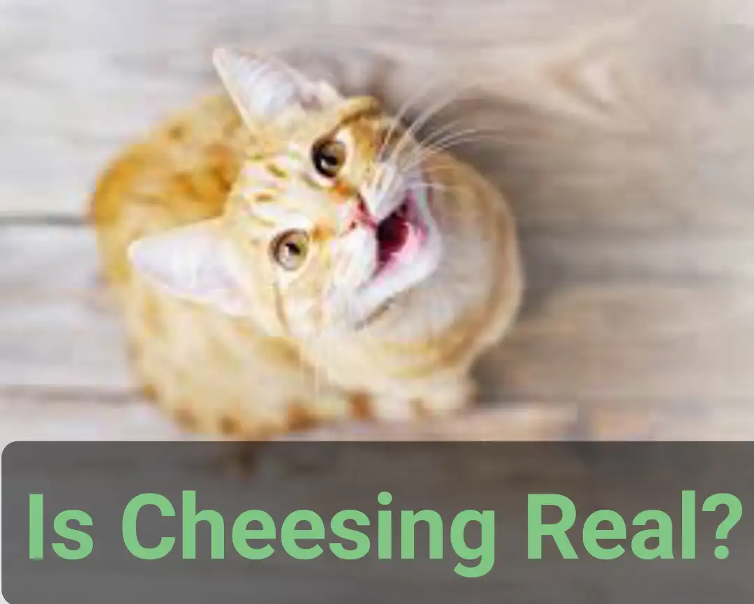 Is cheesing real? Can You Get High Form Cat Pee?