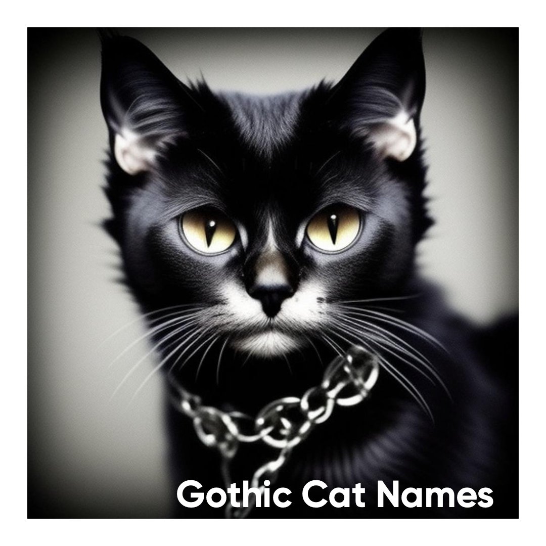 Gothic Cat Names: 30+ Dark, Mysterious, And Alluring Choices For Your ...