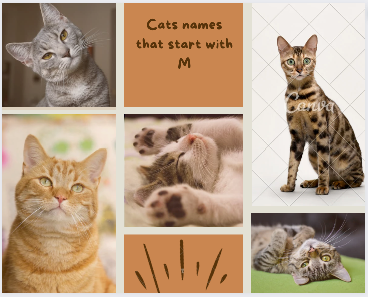 cat names that start with M
