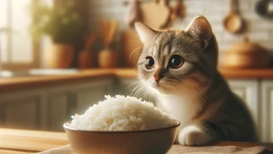 can cats eat white rice